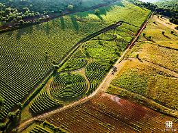 Carpineti svela Limito. Un labirinto di vigneti fonde natura e impresa