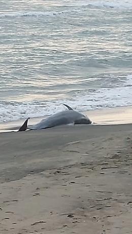 Delfino morto ritrovato sulla spiaggia di Capoportiere 