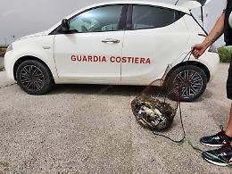 Granchio blu, blitz contro la pesca abusiva
