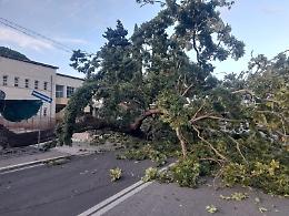 Paura per un albero caduto a Borgo Sabotino