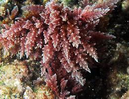 Una nuova alga nel Golfo di Gaeta