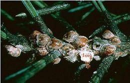 Allarme invasione cocciniglia, come riconoscerla per prevenire danni alle pinete pubbliche e private
