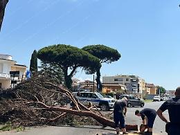 Cade un grosso ramo di pino nel centro di Sabaudia