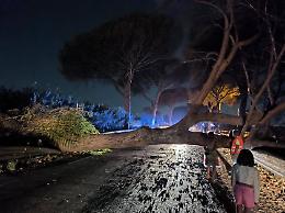 Nella notte cade un albero sulla carreggiata, disagi sull'Appia