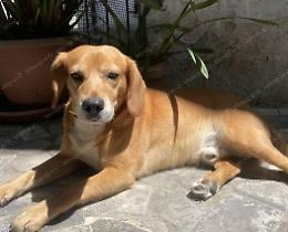 Cane e padrone aggrediti da un altro cane mentre fanno una passeggiata