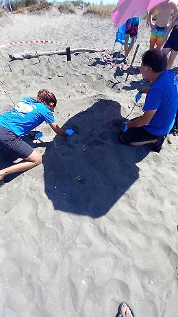 Le tartarughe "scelgono" ancora una volta la spiaggia di Capoportiere: trovato un nido di Caretta caretta