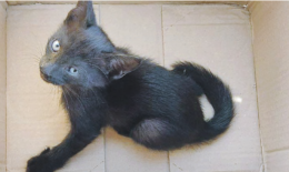 Salva il gattino intrappolato e poi lo adotta