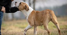 Giornata del Cane, Enpa ricorda le piccole regole per il loro benessere 