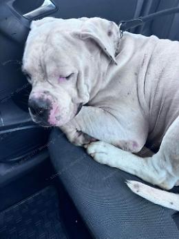 Era scomparso due anni fa: Ares torna a casa