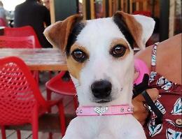 Rubano il camper a due turisti, a bordo c'era anche una cagnolina: l'appello per ritrovarla