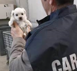 Scoperto allevamento abusivo di cani, sequestrati 32 Chihuahua