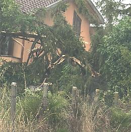 Maltempo, fulmine si abbatte su un albero in via Delle Betulle