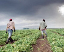  Due operai senza contratto nell'azienda agricola: scatta la sanzione
