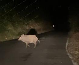 Cinghiali, continuano gli avvistamenti notturni sulle strade