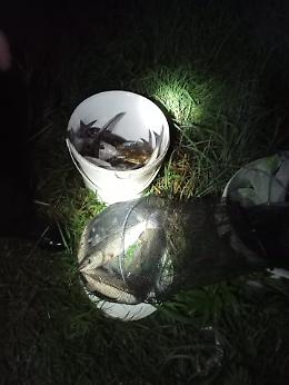 Blitz delle Guardie ittiche ambientali contro la pesca di frodo, multe e sequestri