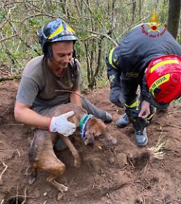 Incastrato in una cavità, Fulmine salvato dai Vigili del Fuoco dopo ore di intervento