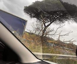 Albero caduto sulla Pontina, traffico rallentato e disagi per gli automobilisti