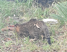 Gatto trovato con un dardo da balestra conficcato nel dorso, salvato