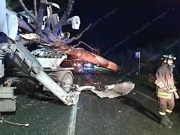 Paura sull’Appia, un pino cade su un camion in transito