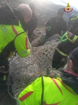 Mucca cade in un dirupo, recuperata e salvata dai vigili del fuoco