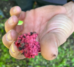 Trappola con le polpette, avvelenati cinque labrador