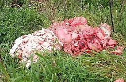 Viscere di animali abbandonate nei campi
