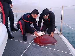 Gabbiano intrappolato in rete da pesca abusiva salvato dai Carabinieri a Gaeta
