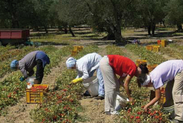 Caporalato e lavoro nero, siglato il protocollo operativo 