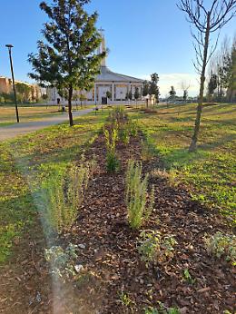 Agro Pontino pi&ugrave; verde con LIFE BEEadapt: ad Aprilia un modello per salvare gli impollinatori
