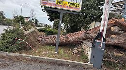 Caduta del pino in via Appia: cresce l’allarme per la sicurezza urbana
