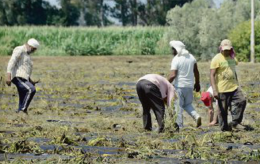 Caporalato, una piaga globale: nell’ultimo trimestre 24 aziende controllate, 18 non in regola