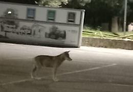 Lupi a spasso per il centro, grido d’allarme del sindaco