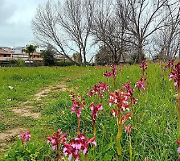 Mille orchidee da tutelare al parco Guerrini