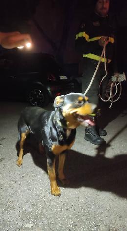 Terrorizzata dai fuochi d'artificio scappa di casa e fugge sui tetti dei garage: cane salvato dai Vigili del fuoco