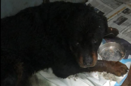 Rimane intrappolato per giorni in un tombino: salvato il cane Tyson 
