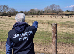 Allevamento illegale di fauna selvatica: nei guai un’azienda agricola

