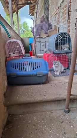 Oltre cinquanta gatti malati e segregati in una casa: il salvataggio silenzioso dei volontari