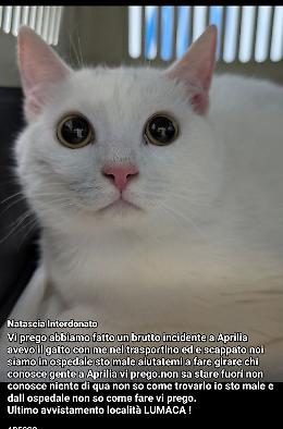 Resta coinvolta in un incidente, il gatto che era in auto scappa via