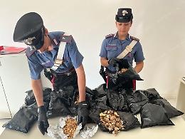 Fermato con 2,3 chili di bulbi di papavero: arrestato a Lavinio un 66enne per spaccio di oppio