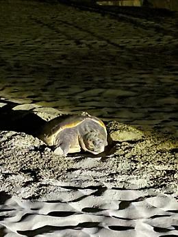 La Caretta Caretta depone le uova al Circeo: primo nido nel Lazio