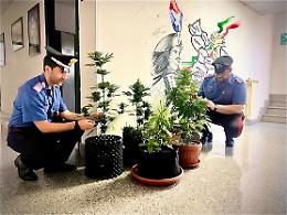 Coltivava e annaffiava cannabis nel giardino condominiale, denunciato