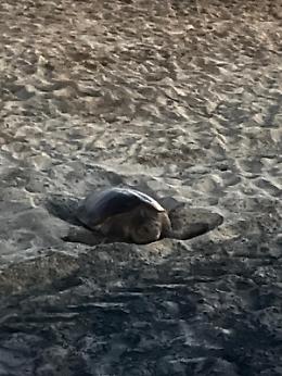 Le Caretta caretta tornano a Latina: nuovo nido sul lungomare