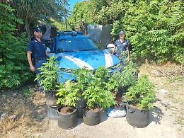 Scoperta serra di marijuana su terreno demaniale a Gaeta: due arresti