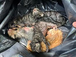 Sei gattini abbandonati salvati dalla Polizia Locale