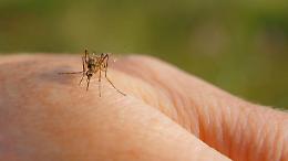 West Nile, nel Lazio i contagi salgono ancora: siamo a 46 casi accertati