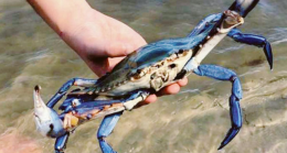 Allarme Granchio Blu, appello dal Lago di Paola