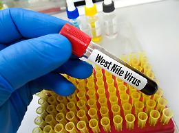 West Nile Virus, altri 12 casi:  salgono a 21 totali quelli in provincia di Latina

