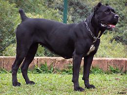 Aggredito dal suo cane corso, professionista finisce al San Camillo di Roma
