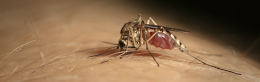 West Nile, 12 nuovi casi nel Lazio: 54 le infezioni monitorate in provincia