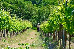 Vendemmia 2025, Confagricoltura: "Stagione promettente, ma servono strategie di sviluppo"